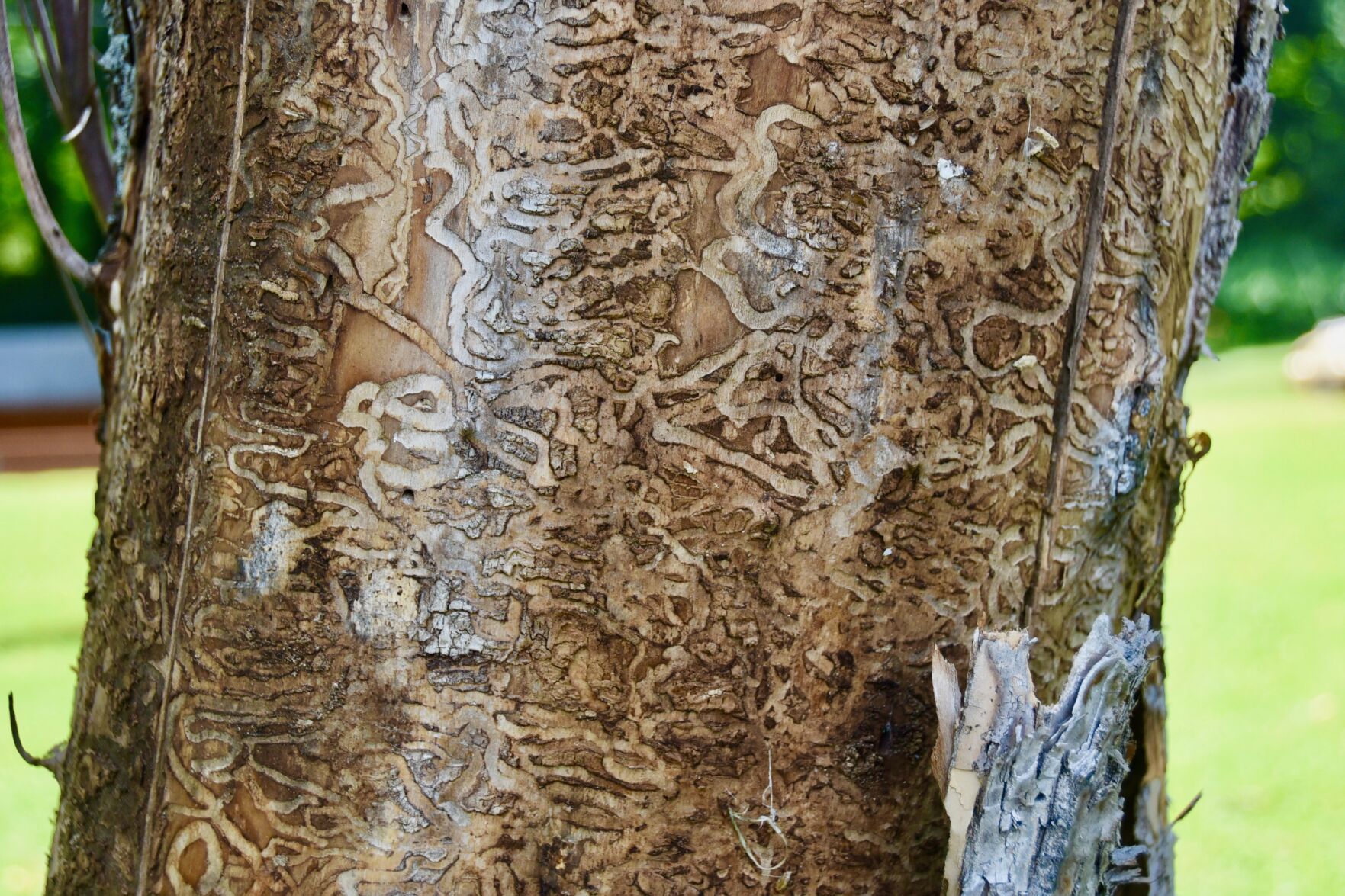 AshBorer3